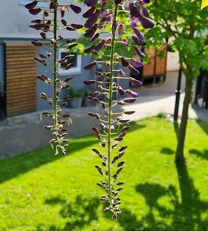 Maigloeckchen 弗里茨拉尔