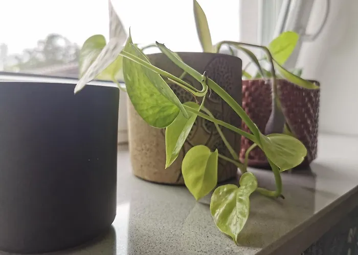 Maigloeckchen * Fritzlar