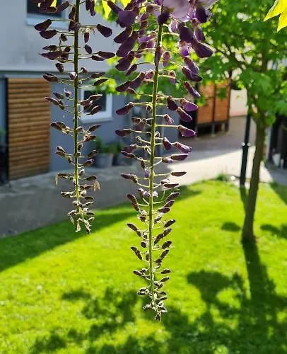 Maigloeckchen Fritzlar